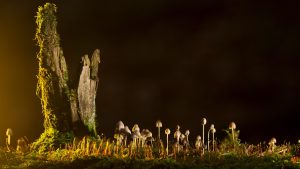 culture du champignon
