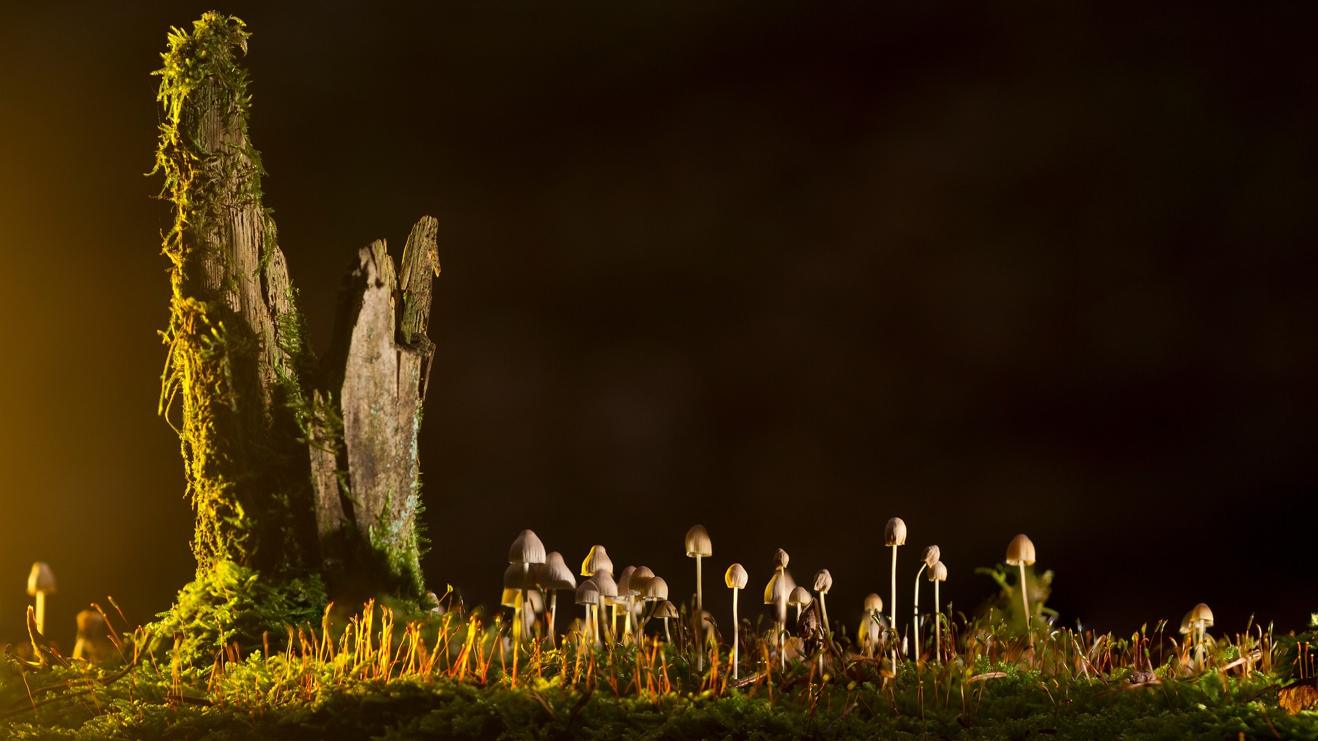 culture du champignon