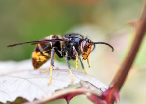 répulsif frelon asiatique naturel