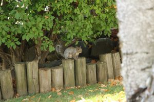 faire une bordure de jardin en bois