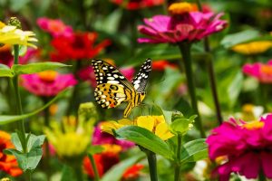 plantes mellifères jardin