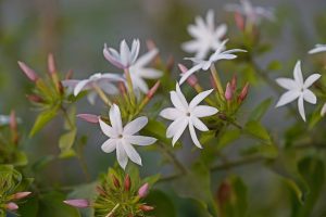 plantes à parfum