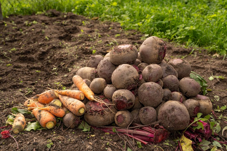 delimiter potager